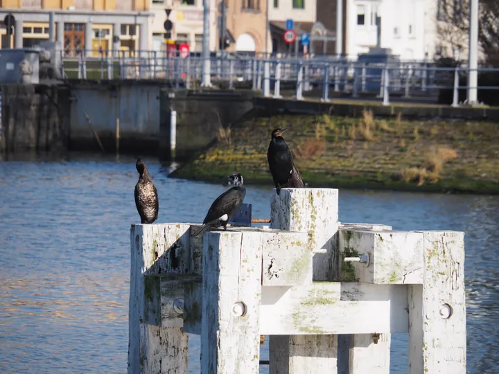 Nieuwpoort (België)